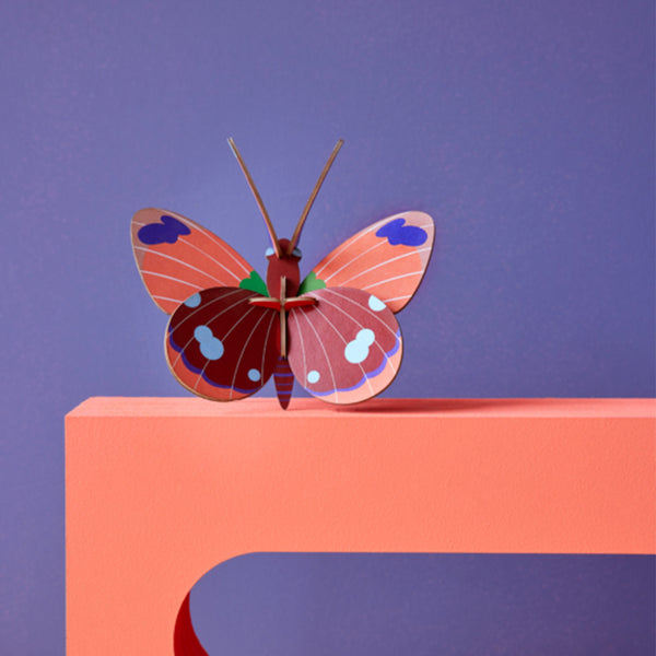 Papillon Delias - Studiodach